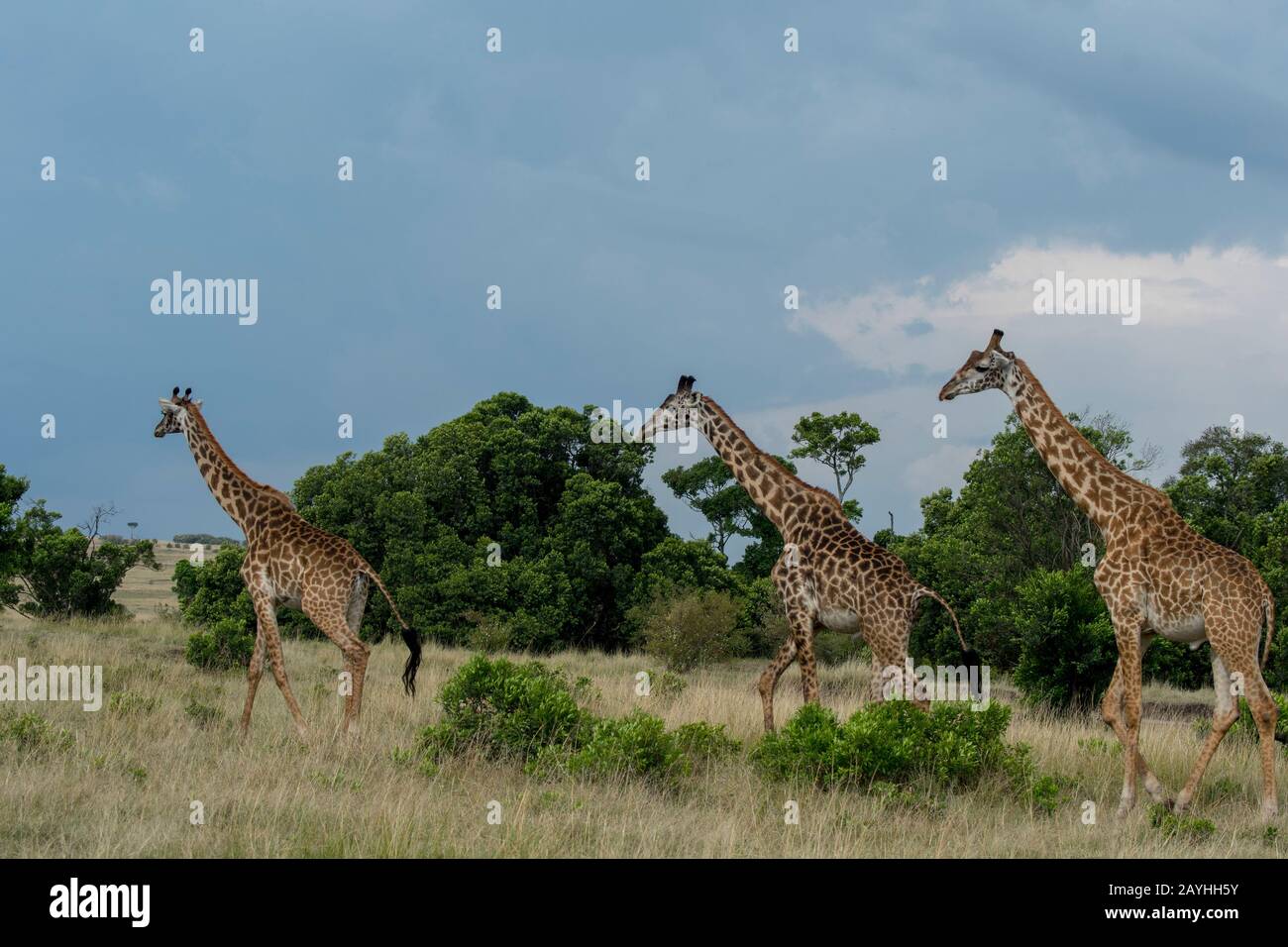Masai giraffes (Giraffa camelopardalis tippelskirchi) a piedi nella Riserva Nazionale Masai Mara in Kenya. Foto Stock