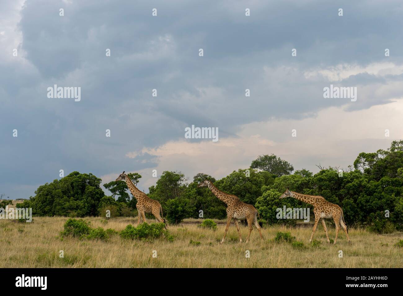 Masai giraffes (Giraffa camelopardalis tippelskirchi) a piedi nella Riserva Nazionale Masai Mara in Kenya. Foto Stock