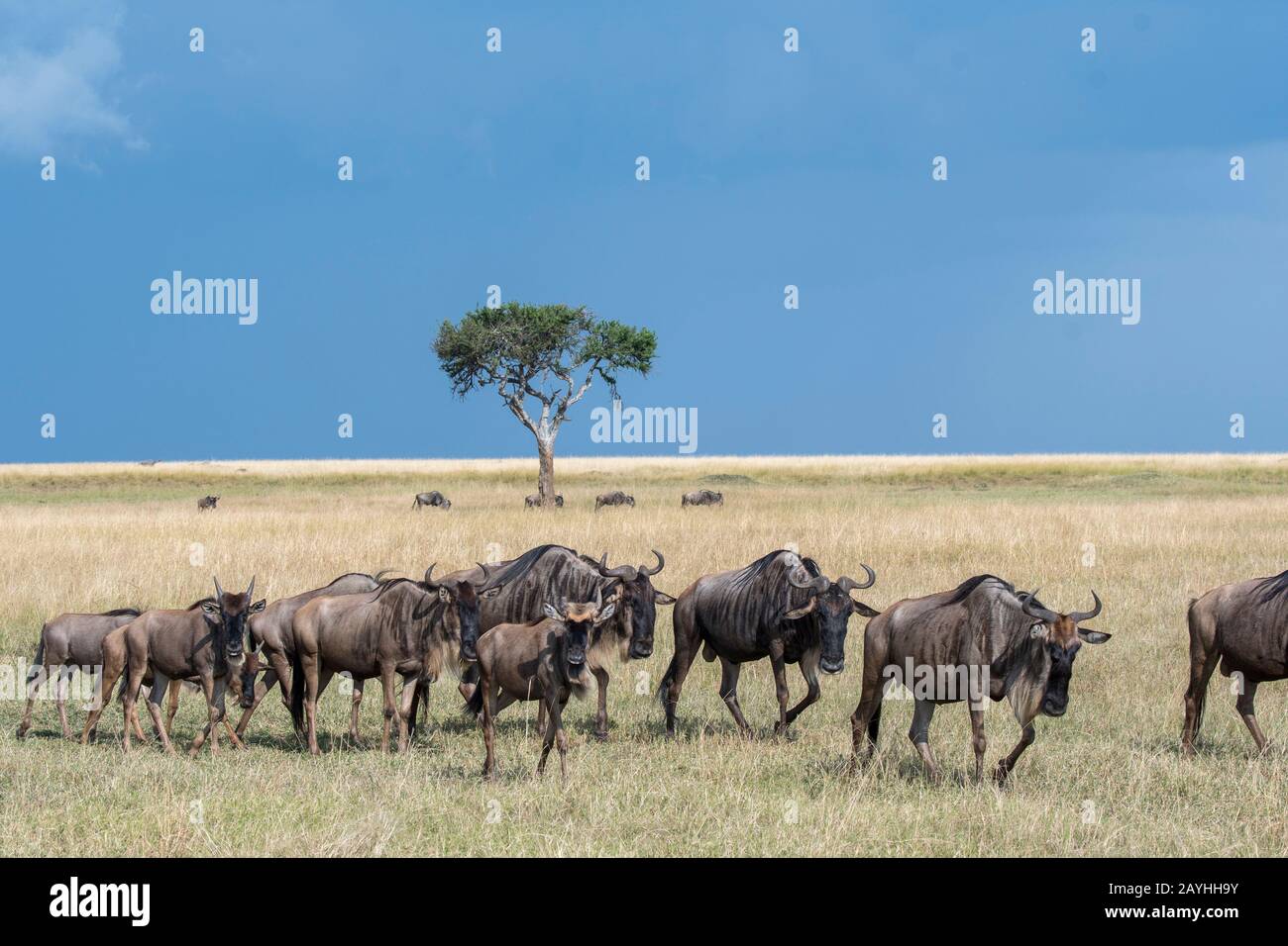 Wildebeests, anche chiamato gnus o wildebai, durante la loro migrazione annuale nella prateria della Riserva Nazionale Masai Mara in Kenya. Foto Stock