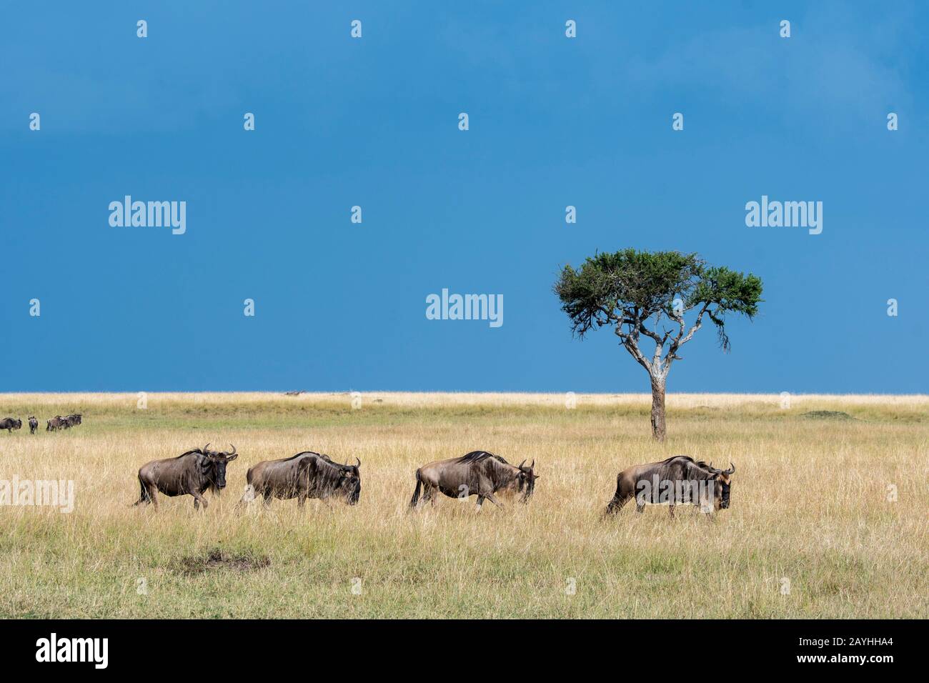Wildebeests, anche chiamato gnus o wildebai, durante la loro migrazione annuale nella prateria della Riserva Nazionale Masai Mara in Kenya. Foto Stock