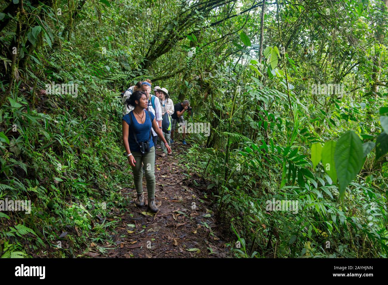 Una guida con turisti che camminano su un sentiero nelle foreste nubi di Mindo, vicino Quito, Ecuador. Foto Stock