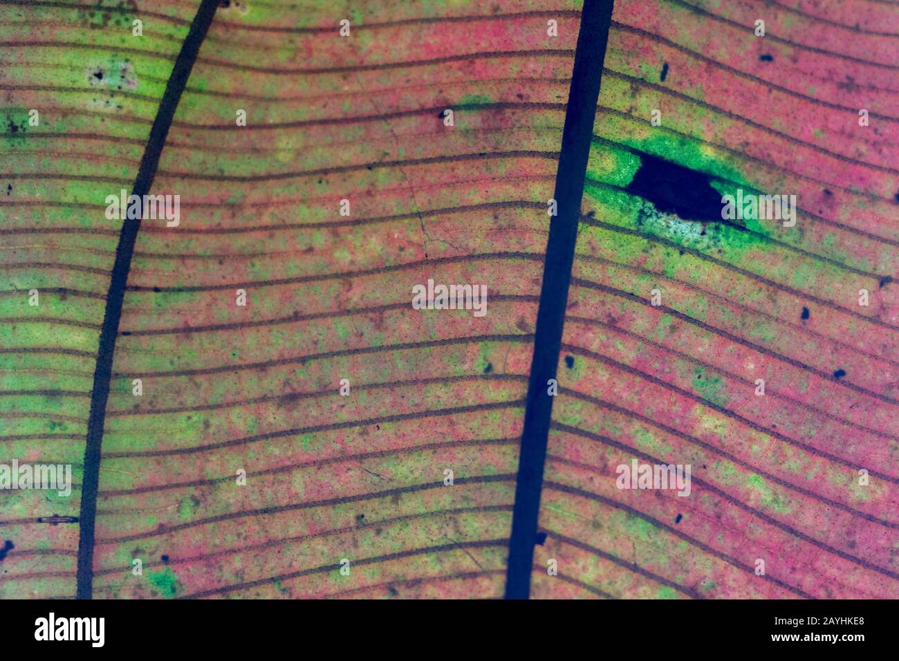 Primo piano di una foglia con danni agli insetti e decadimento nelle foreste nubi di Mindo, vicino Quito, Ecuador. Foto Stock