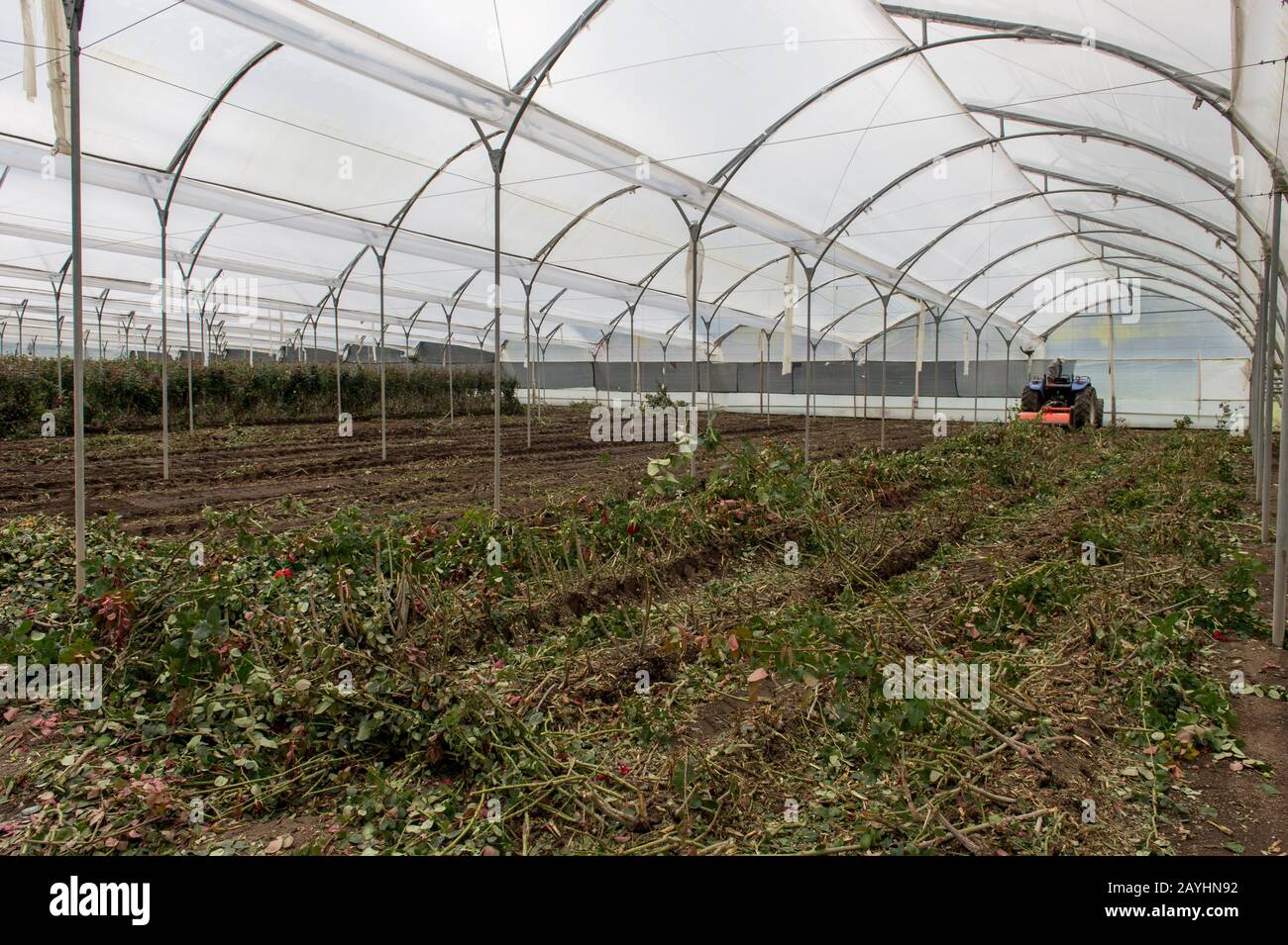 Rose vecchie che sono mulched in una serra su una fattoria di rose negli altopiani vicino Quito, Ecuador. Foto Stock