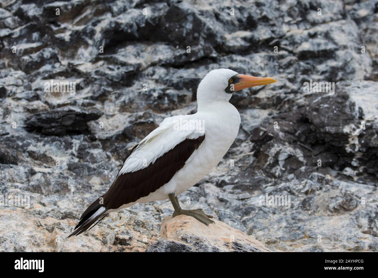 Un booby Nazca (Sula granti) è seduto su una roccia su Hood Island (Isola di Espanola) nelle Isole Galapagos, Ecuador. Foto Stock