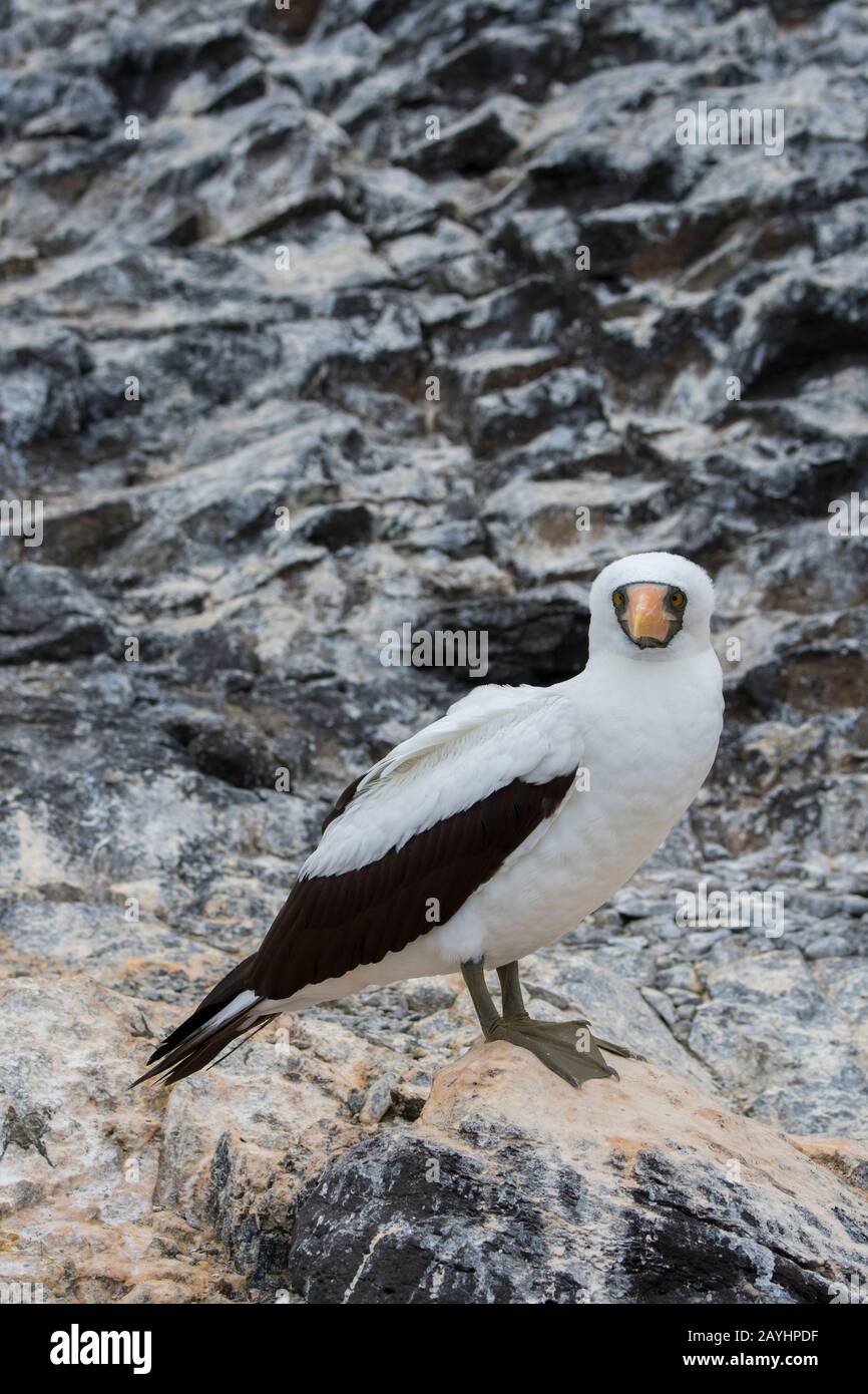 Un booby Nazca (Sula granti) è seduto su una roccia su Hood Island (Isola di Espanola) nelle Isole Galapagos, Ecuador. Foto Stock