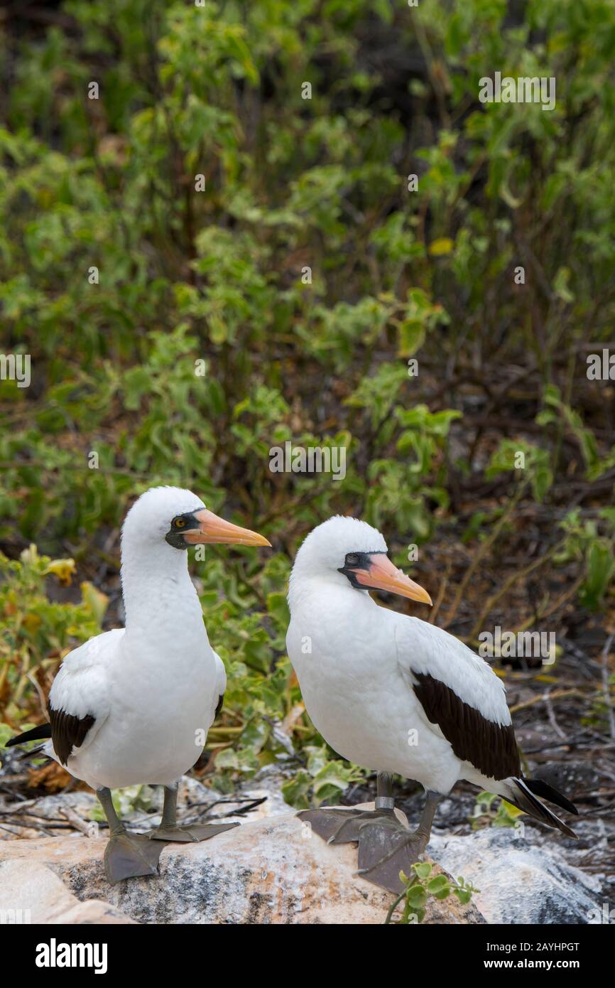 Un paio di booby Nazca (Sula granti) è seduto su una roccia su Hood Island (Isola di Espanola) nelle Isole Galapagos, Ecuador. Foto Stock