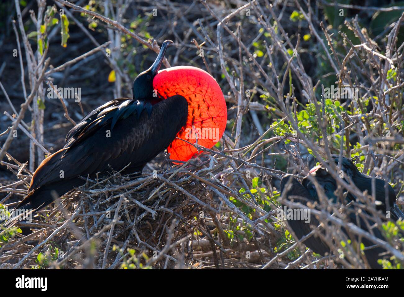 Un uccello maschio fregata con marsupio gonfiato sull'isola di Genovesa (isola della Torre) nelle isole Galapagos, Ecuador. Foto Stock