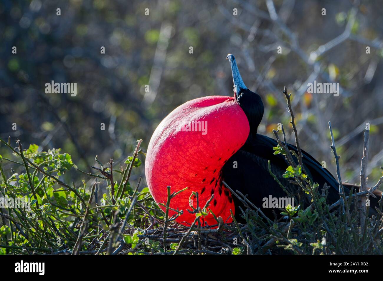 Un uccello maschio fregata con marsupio gonfiato sull'isola di Genovesa (isola della Torre) nelle isole Galapagos, Ecuador. Foto Stock