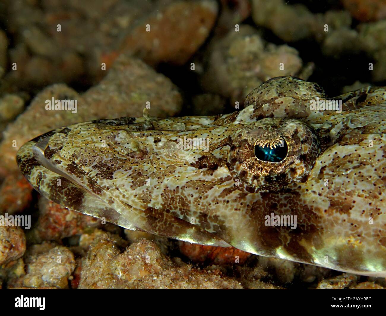 Oceano indiano crocodilefish (papilloculiceps longiceps) Foto Stock