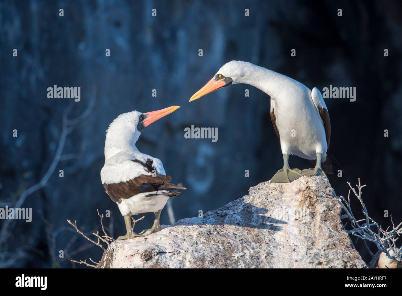 I boobies di Nazca (Sula granti) seduti su una roccia sull'Isola di Genovesa (Isola della Torre) nelle Isole Galapagos, Ecuador. Foto Stock