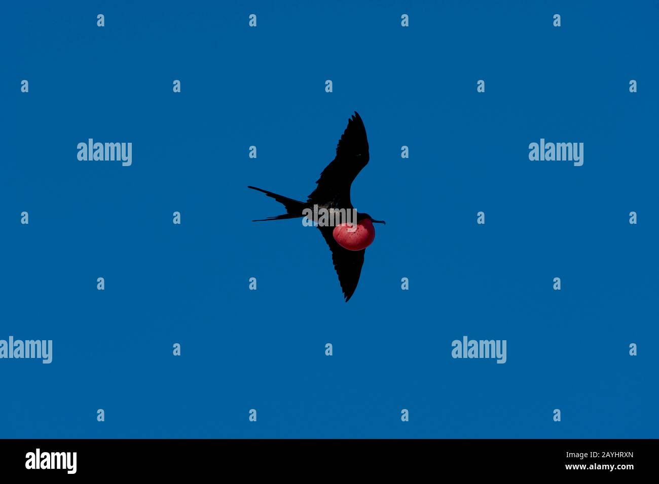 Un uccello maschio fregata con sacca di gola gonfia sta volando sopra l'isola di Genovesa (isola della Torre) nelle isole Galapagos, Ecuador. Foto Stock