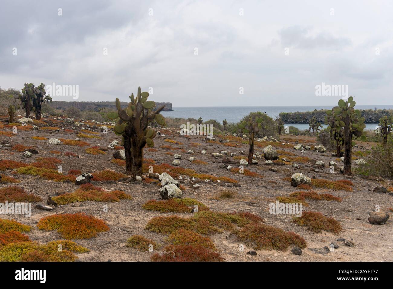 Cactus di pera prickly (Opuntia echios) e piante di Sesuvium edmonstonei (endemiche) sull'isola di South Plaza nelle isole Galapagos, Ecuador. Foto Stock