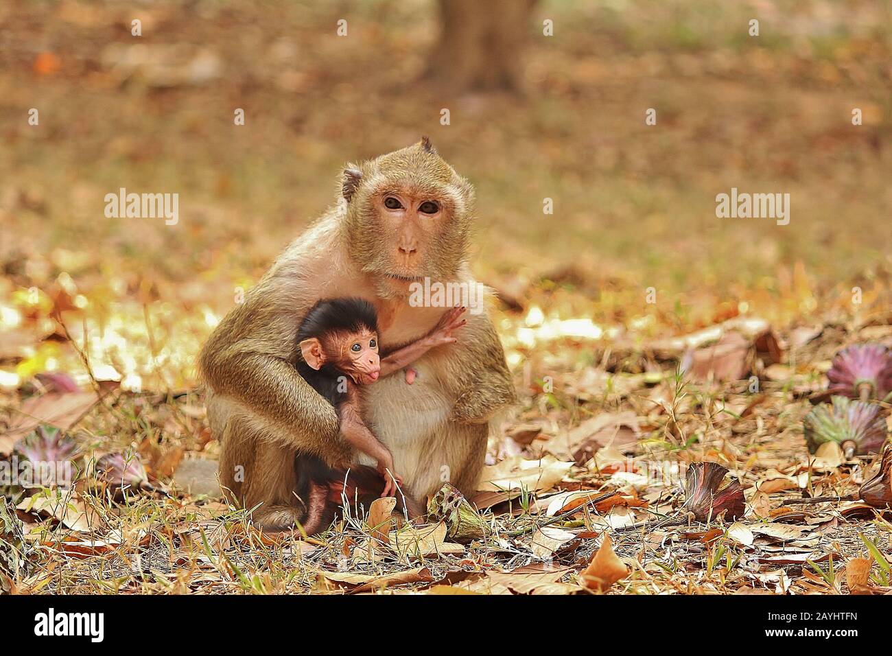 Macaque Monkey Madre e suo figlio. Foto scattata vicino ad Angkor Wat in Cambogia. Foto Stock