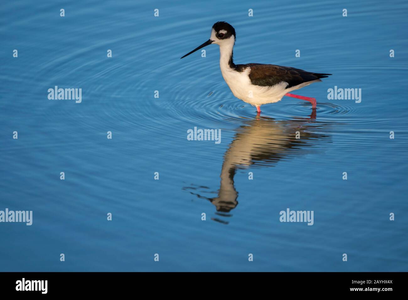 Un palafitte a collo nero (Himantopus mexicanus) in una laguna di Santa Cruz Island (isola Infaticabile), le isole Galapagos, Ecuador. Foto Stock
