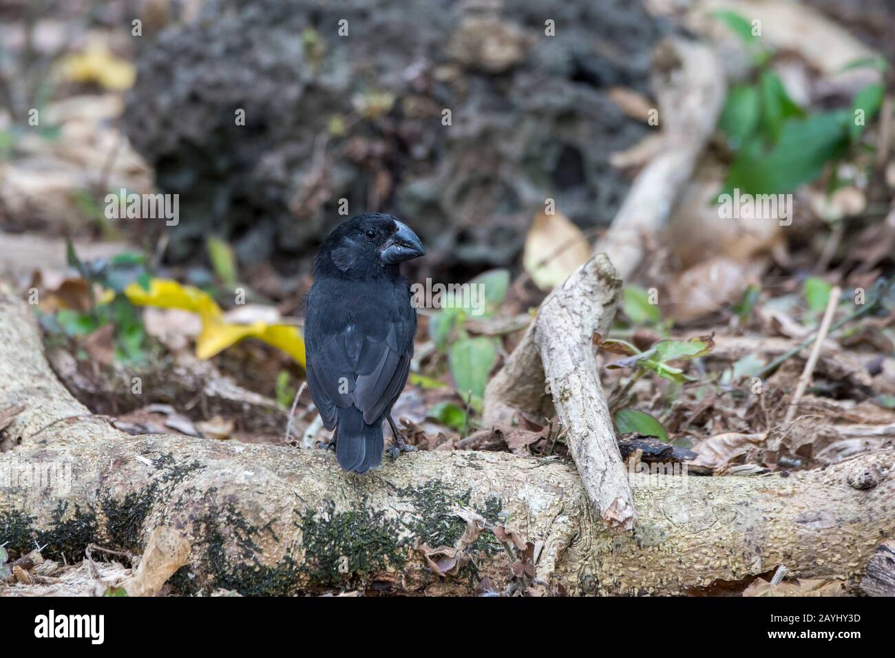 Un grande finch di terra (Geopiza magnirostris) maschio negli altopiani di Santa Cruz Island nelle isole Galapagos, Ecuador. Foto Stock