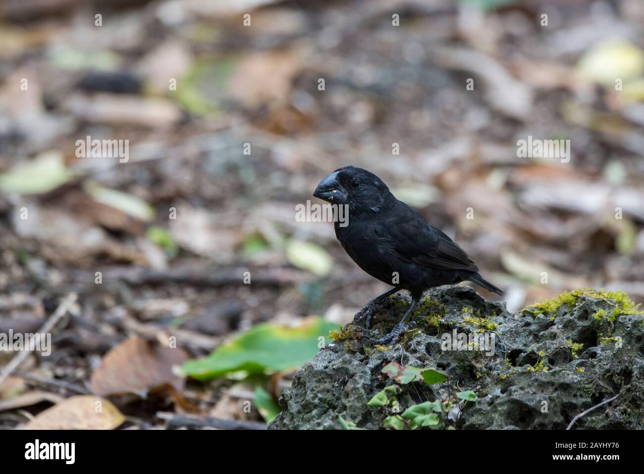 Un grande finch di terra (Geopiza magnirostris) maschio negli altopiani di Santa Cruz Island nelle isole Galapagos, Ecuador. Foto Stock