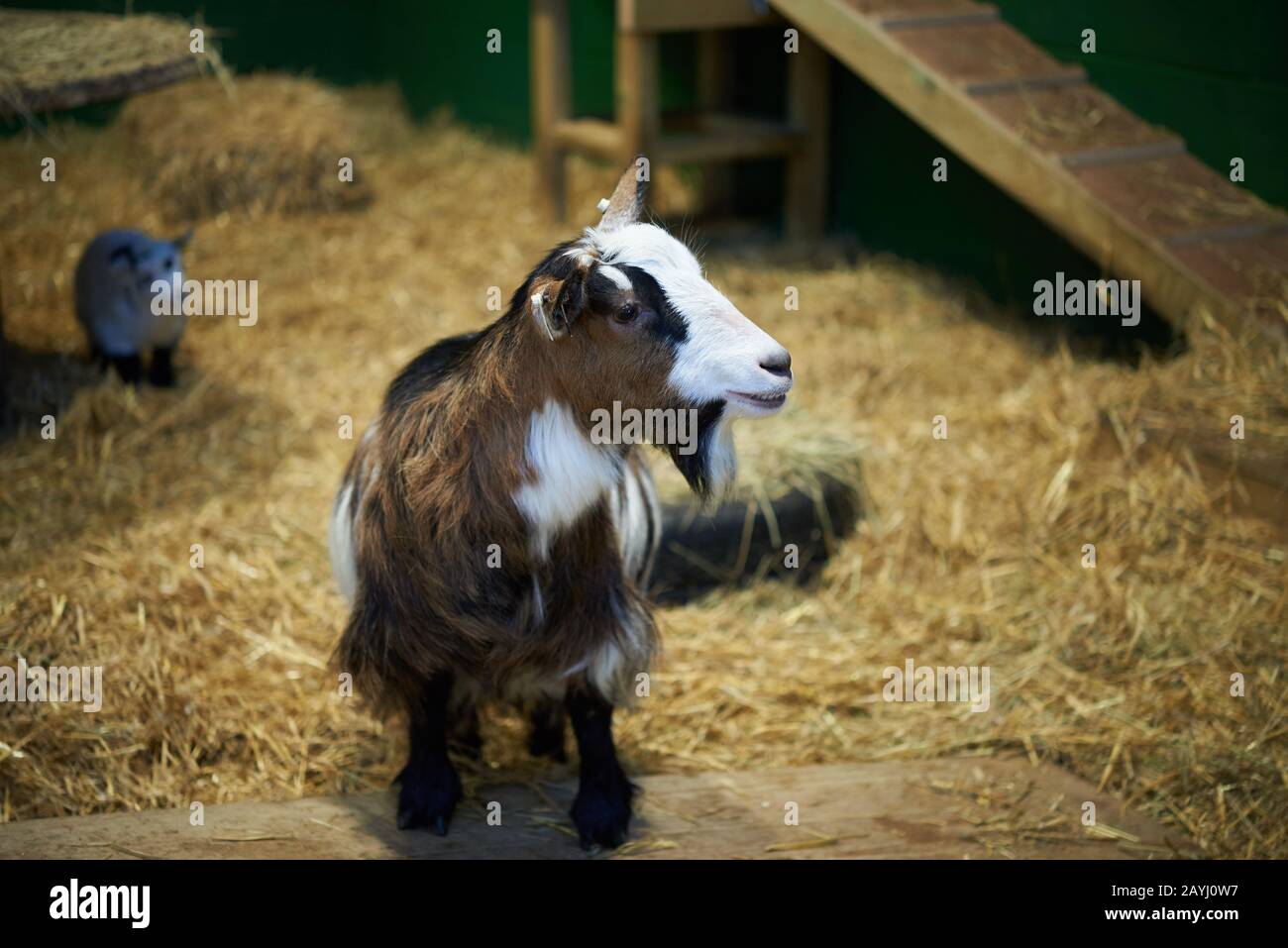 Una capra di pygmy marrone, nero e bianco che si alza nella sua zona del letto di paglia. Foto Stock