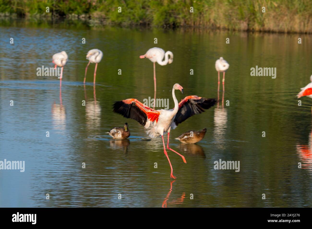 Un Grande fenicottero (fenicopterus roseus) sta atterrando al Parco degli Uccelli Pont de Grau, una riserva della biosfera designata dall'UNESCO, vicino a Saintes Marie de la M. Foto Stock