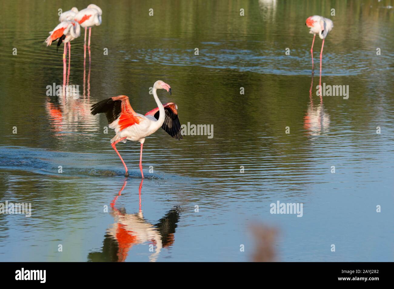Un Grande fenicottero (fenicopterus roseus) sta atterrando al Parco degli Uccelli Pont de Grau, una riserva della biosfera designata dall'UNESCO, vicino a Saintes Marie de la M. Foto Stock