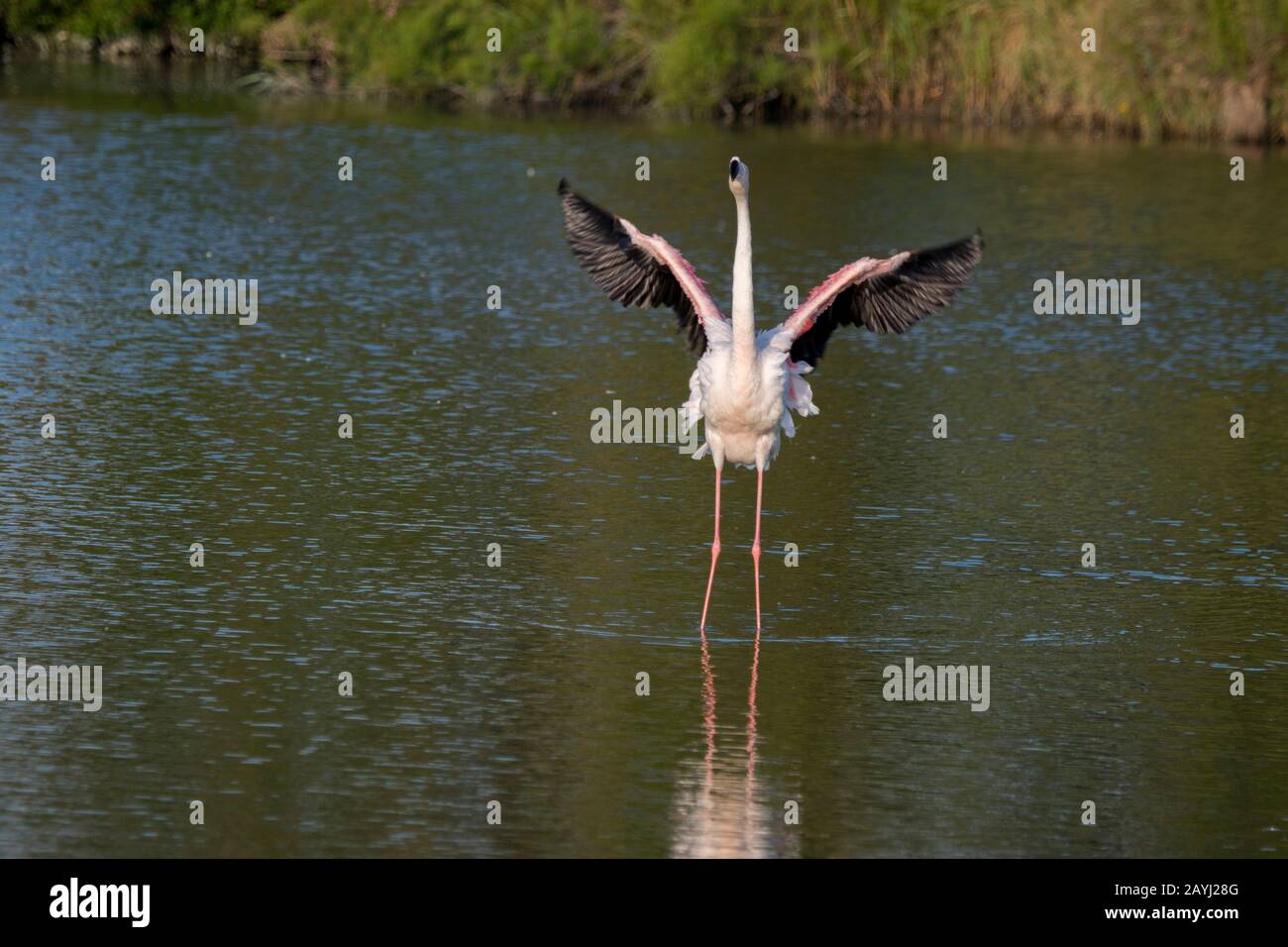 Un Grande fenicottero (fenicopterus roseus) sta atterrando al Parco degli Uccelli Pont de Grau, una riserva della biosfera designata dall'UNESCO, vicino a Saintes Marie de la M. Foto Stock