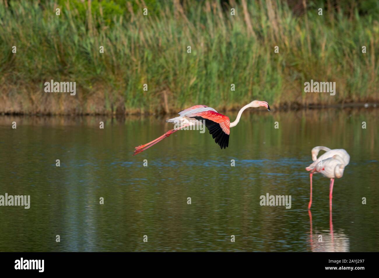 Un Grande fenicottero (fenicopterus roseus) sta atterrando al Parco degli Uccelli Pont de Grau, una riserva della biosfera designata dall'UNESCO, vicino a Saintes Marie de la M. Foto Stock