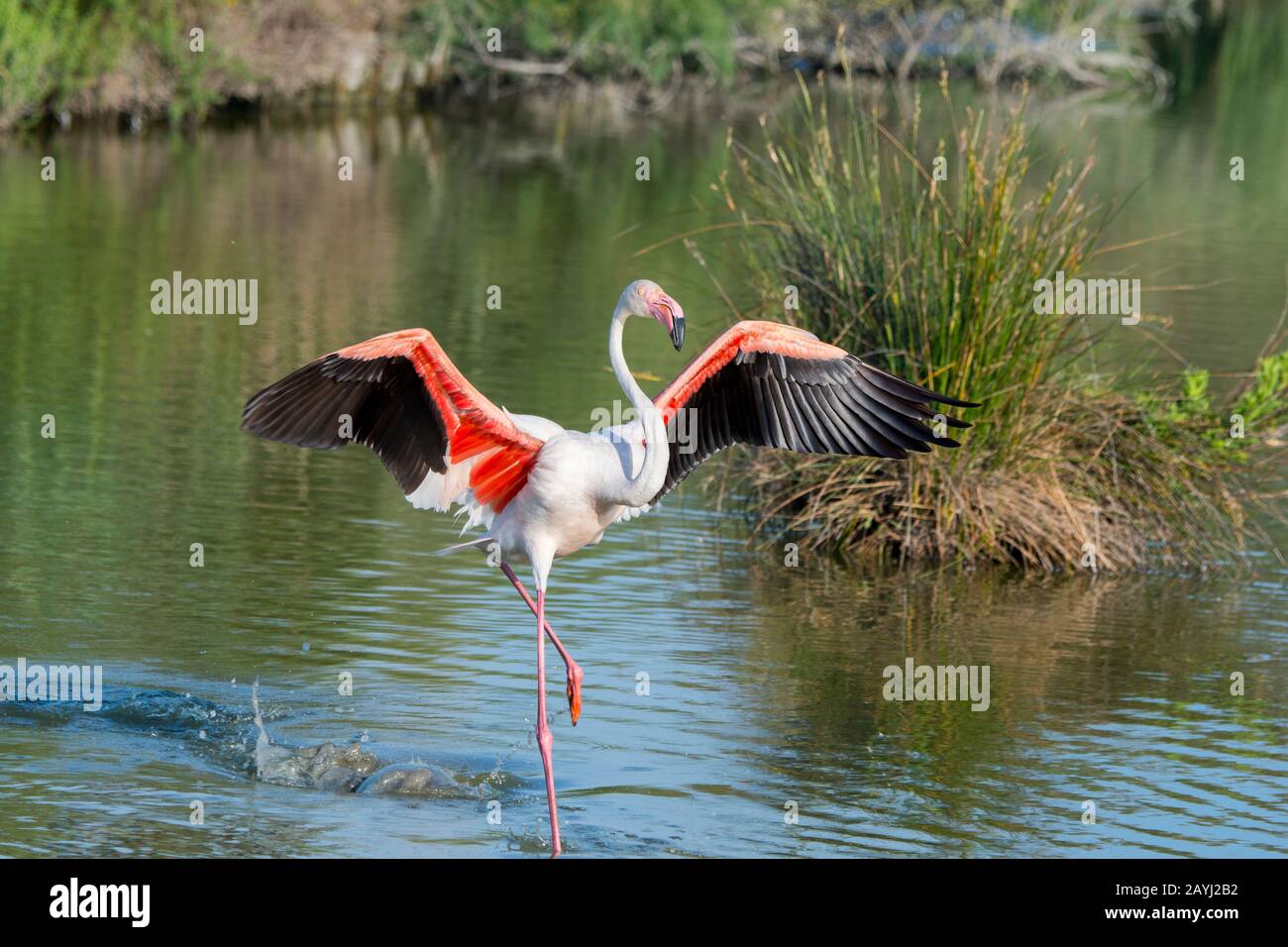 Un Grande fenicottero (fenicopterus roseus) sta atterrando al Parco degli Uccelli Pont de Grau, una riserva della biosfera designata dall'UNESCO, vicino a Saintes Marie de la M. Foto Stock