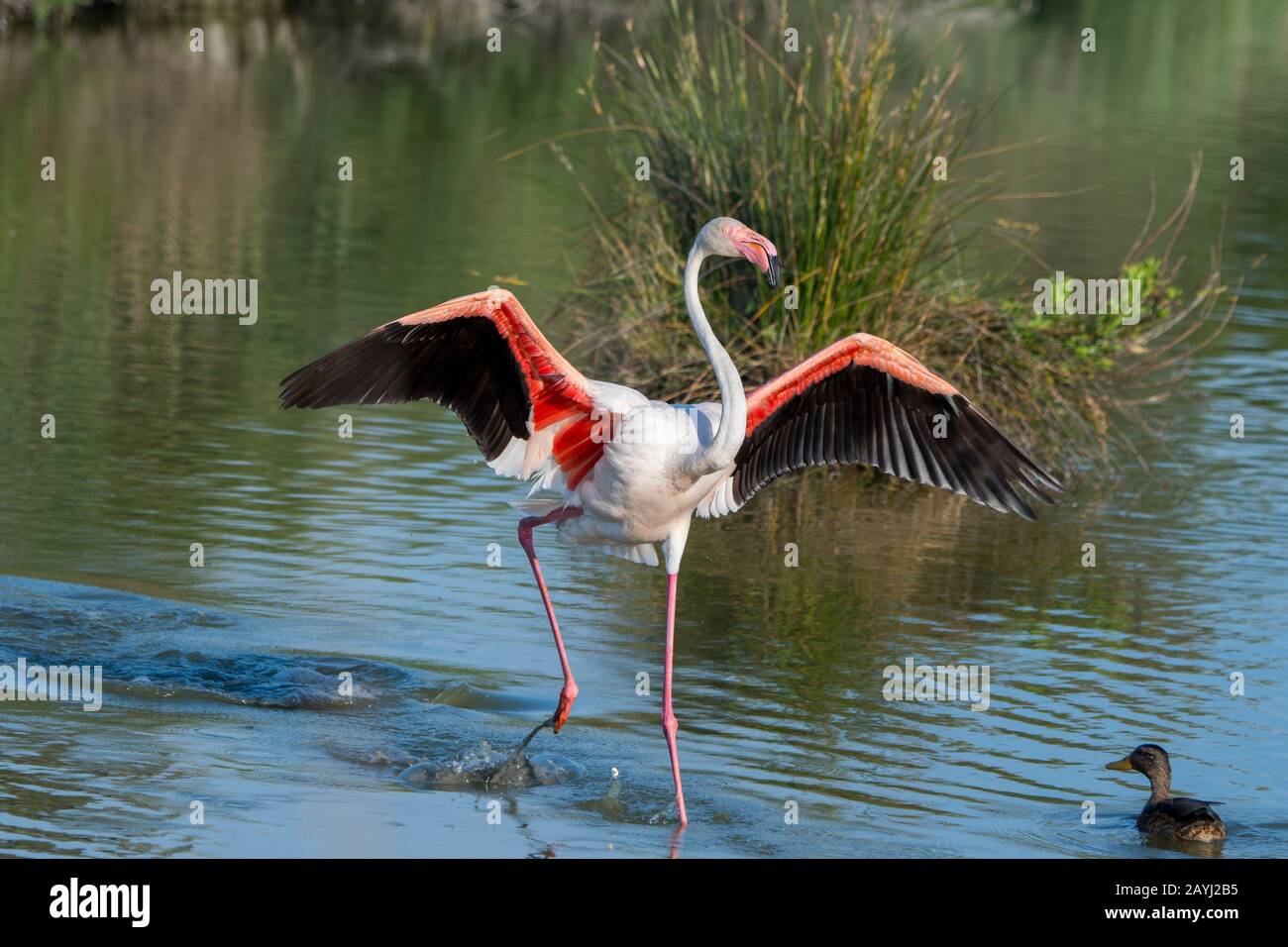 Un Grande fenicottero (fenicopterus roseus) sta atterrando al Parco degli Uccelli Pont de Grau, una riserva della biosfera designata dall'UNESCO, vicino a Saintes Marie de la M. Foto Stock