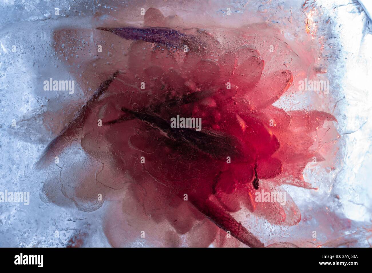 Fiore rosso congelato in blocco di ghiaccio blu spesso - fuoco macro chiave alto Foto Stock