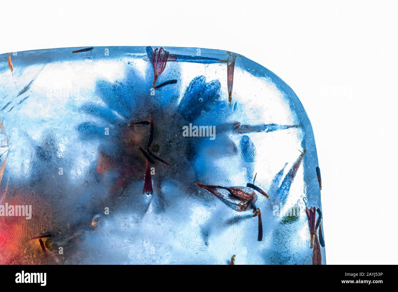 Fiori congelati in blocco di ghiaccio blu spesso con superficie incrinata su sfondo bianco Foto Stock