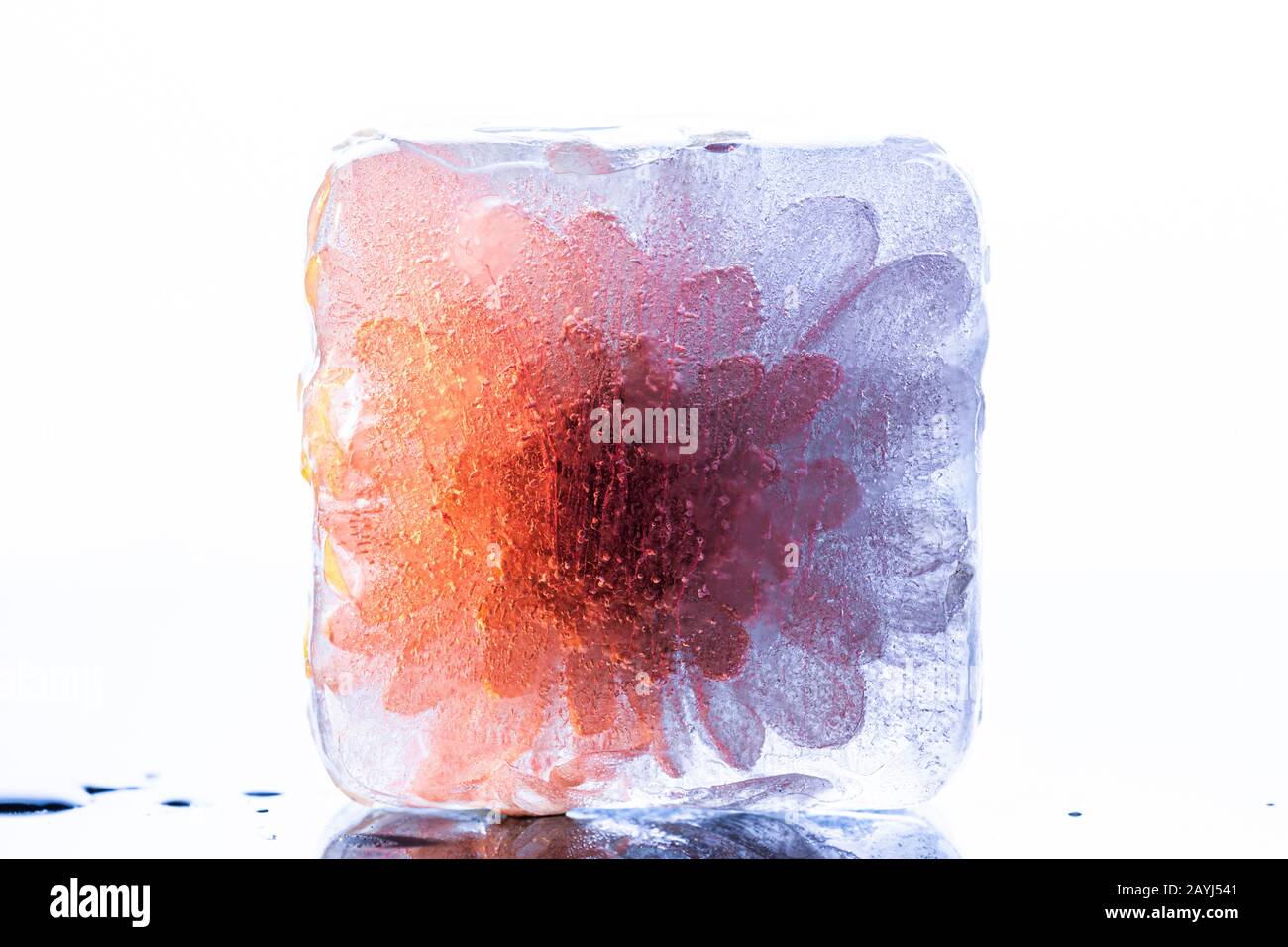 Fiore rosso congelato in ghiaccio cubo su sfondo bianco - alta chiave macro sparare Foto Stock