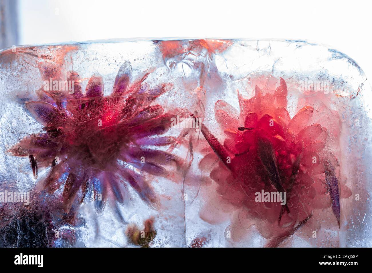 Fiori rossi congelati in blocco di ghiaccio blu spesso con superficie incrinata - alta chiave macro sparare Foto Stock
