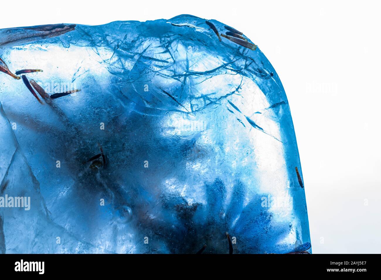 Fiori congelati in blocco di ghiaccio blu spesso con superficie incrinata su sfondo bianco Foto Stock