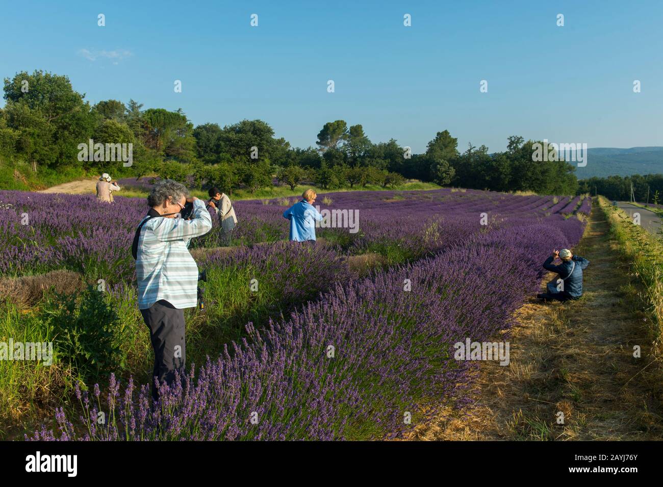 Tour fotografico dei membri (Run with the Wolfie) fotografare un campo di lavanda con vicino al villaggio di Gordes nel Luberon, Provenza-Alpi-Costa Azzurra re Foto Stock