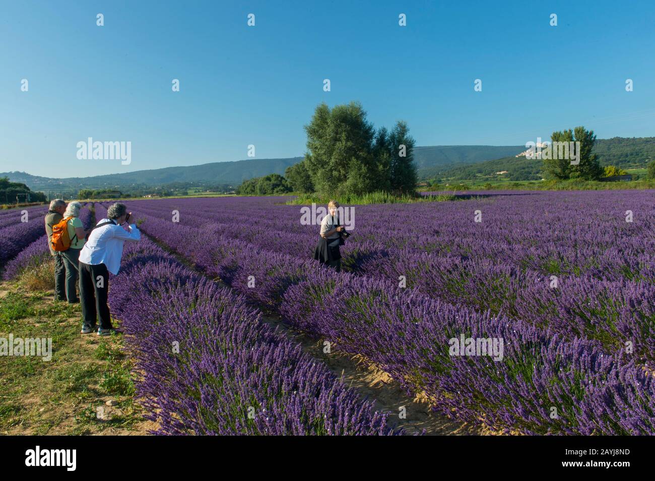 Tour fotografico dei membri (Run with the Wolfie) fotografare un campo di lavanda con vicino al villaggio di Lacoste nel Luberon, Provenza-Alpi-Costa Azzurra r Foto Stock