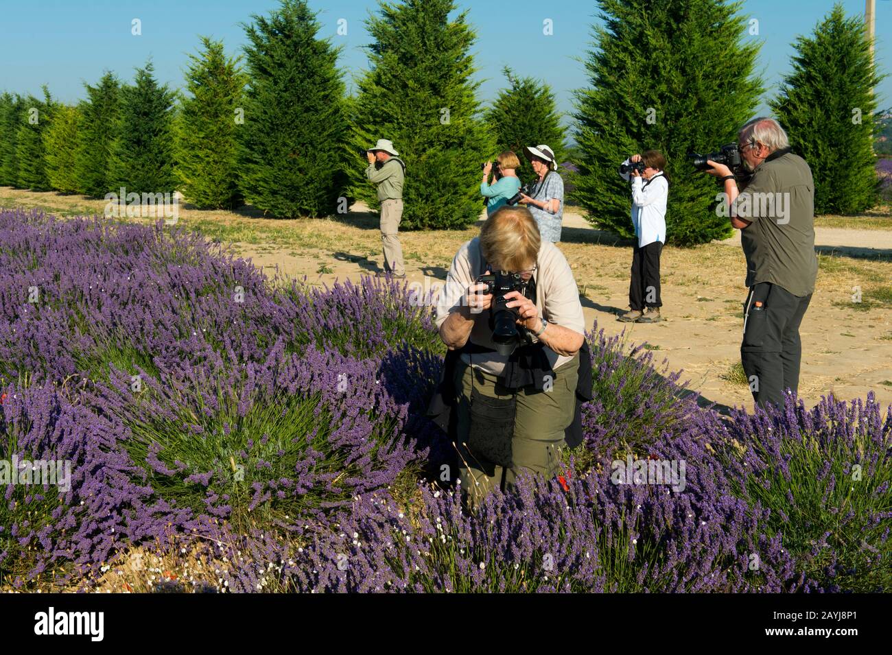 Tour fotografico dei membri (Run with the Wolfie) fotografare un campo di lavanda con vicino al villaggio di Lacoste nel Luberon, Provenza-Alpi-Costa Azzurra r Foto Stock