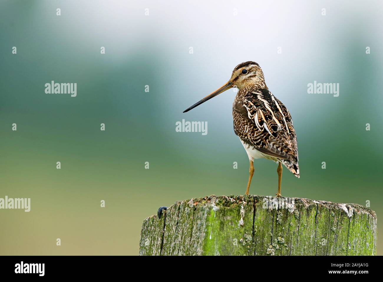 Comune Snipe (Gallinago gallinago), si trova su un palo da recinzione, Paesi Bassi Foto Stock