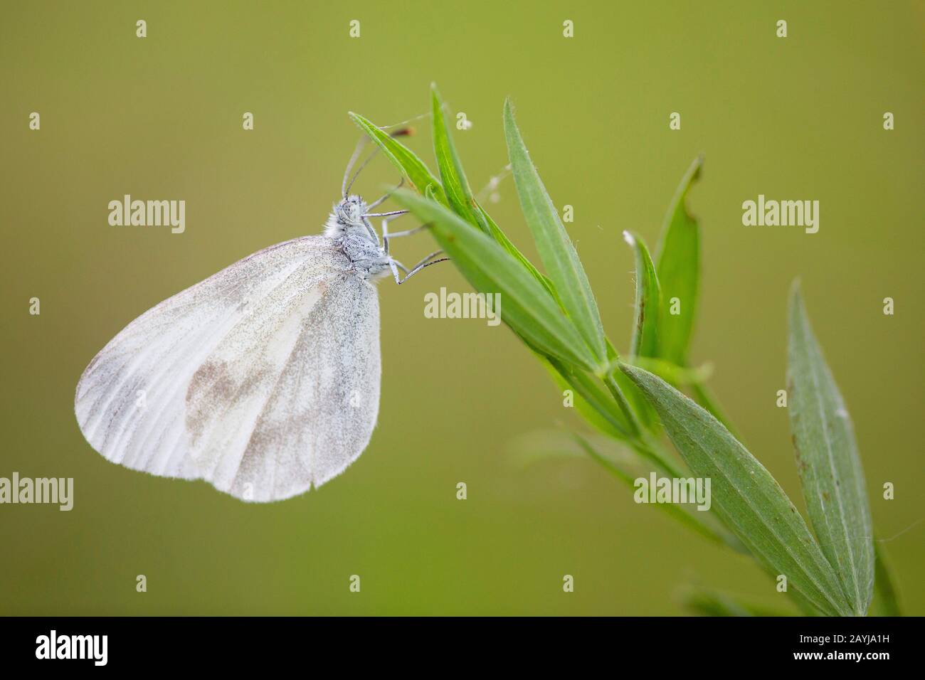 Farfalla bianca legno, bianco legno (Leptidea sinapis), vista laterale, Francia, Indre, la Brenne Foto Stock
