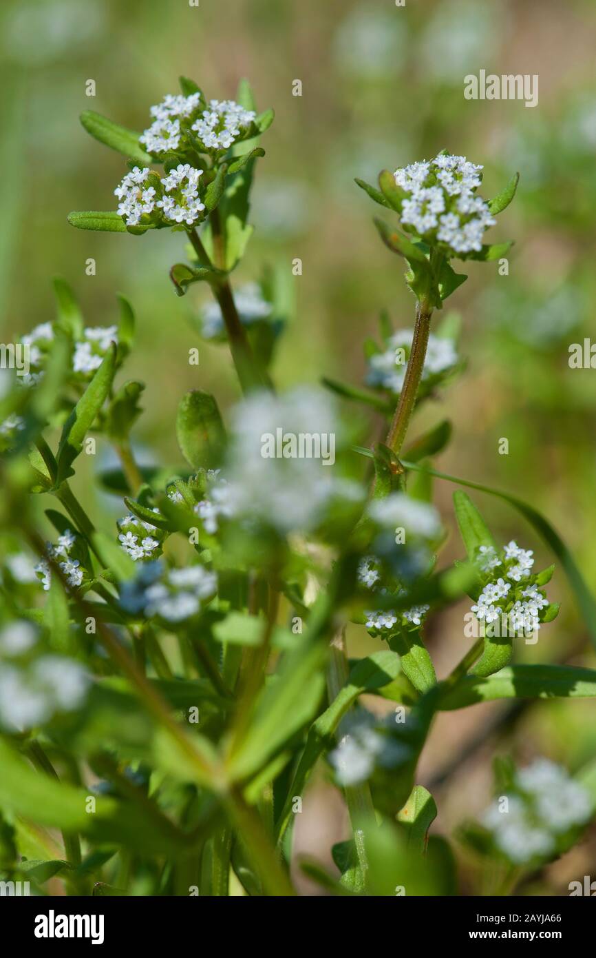 Cornsalad comune, la valeriana, europeo (cornsalad Valerianella locusta), fioritura, Germania Foto Stock