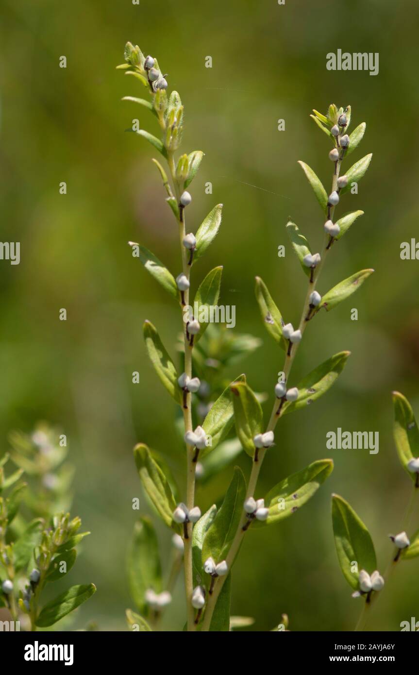 Pozzetto con occhielli in comune, pozzetto con occhielli in perla, pozzetto con occhielli europeo (Litospermum officinale), fruttificazione, Germania Foto Stock