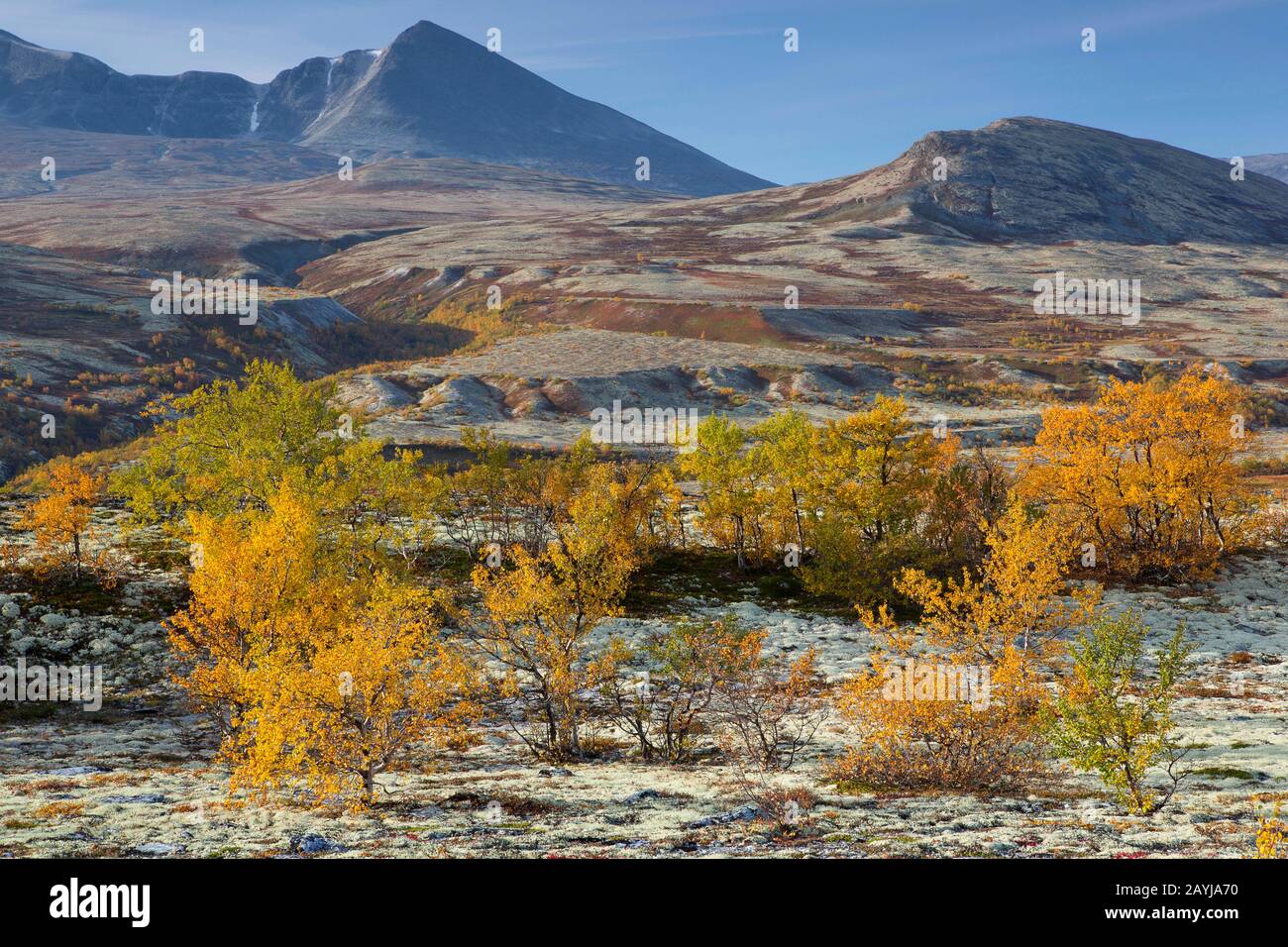 Betulla (spec. Di Betula), tundra con licheni renne, Cladonia rangiferina, Norvegia, Oppdal, Parco Nazionale Rondane Foto Stock