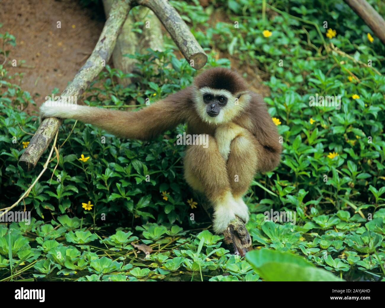 Gibbon dark-handed, Gibbon nero-handed, gibbon agile (Hyobates agilis), seduto su un ramo sul lato dell'acqua, vista frontale Foto Stock