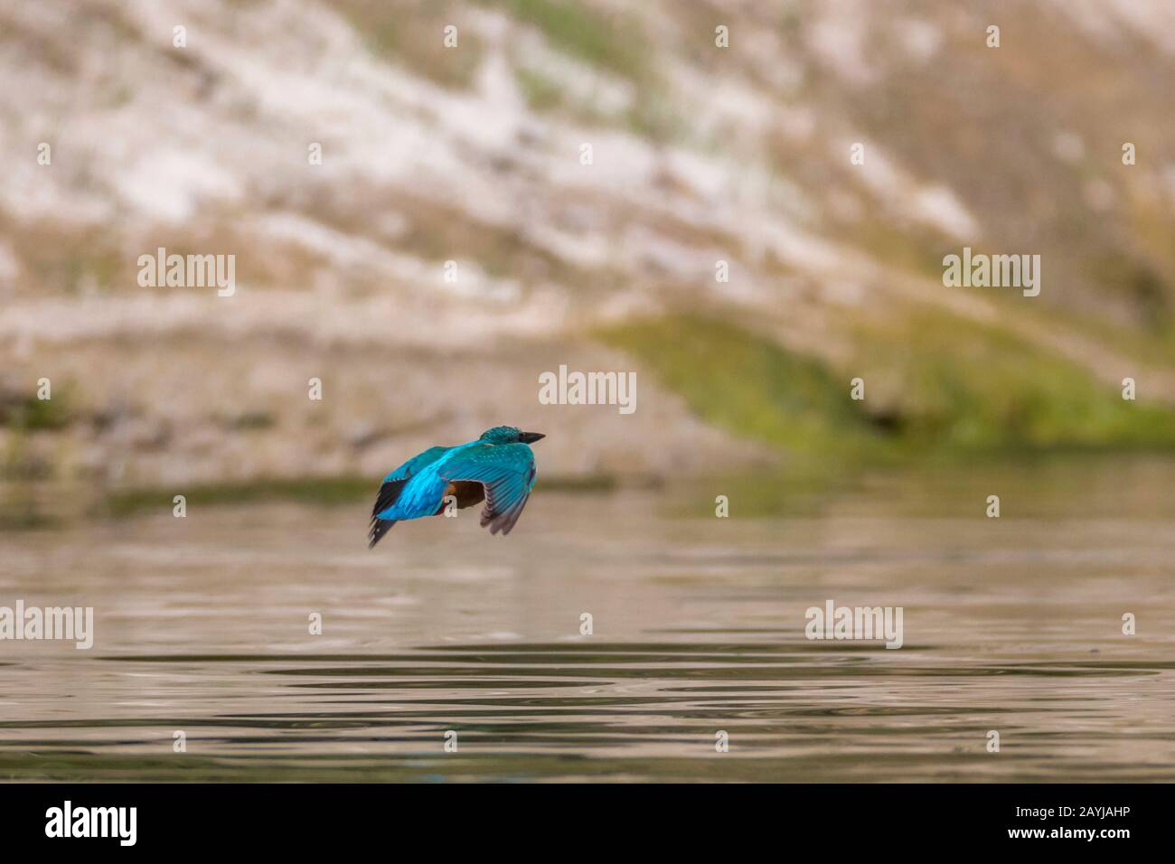 Fiume Martin pescatore (Alcedo atthis), volare appena sopra la superficie dell'acqua, Germania, Baviera, Niederbayern, Bassa Baviera Foto Stock