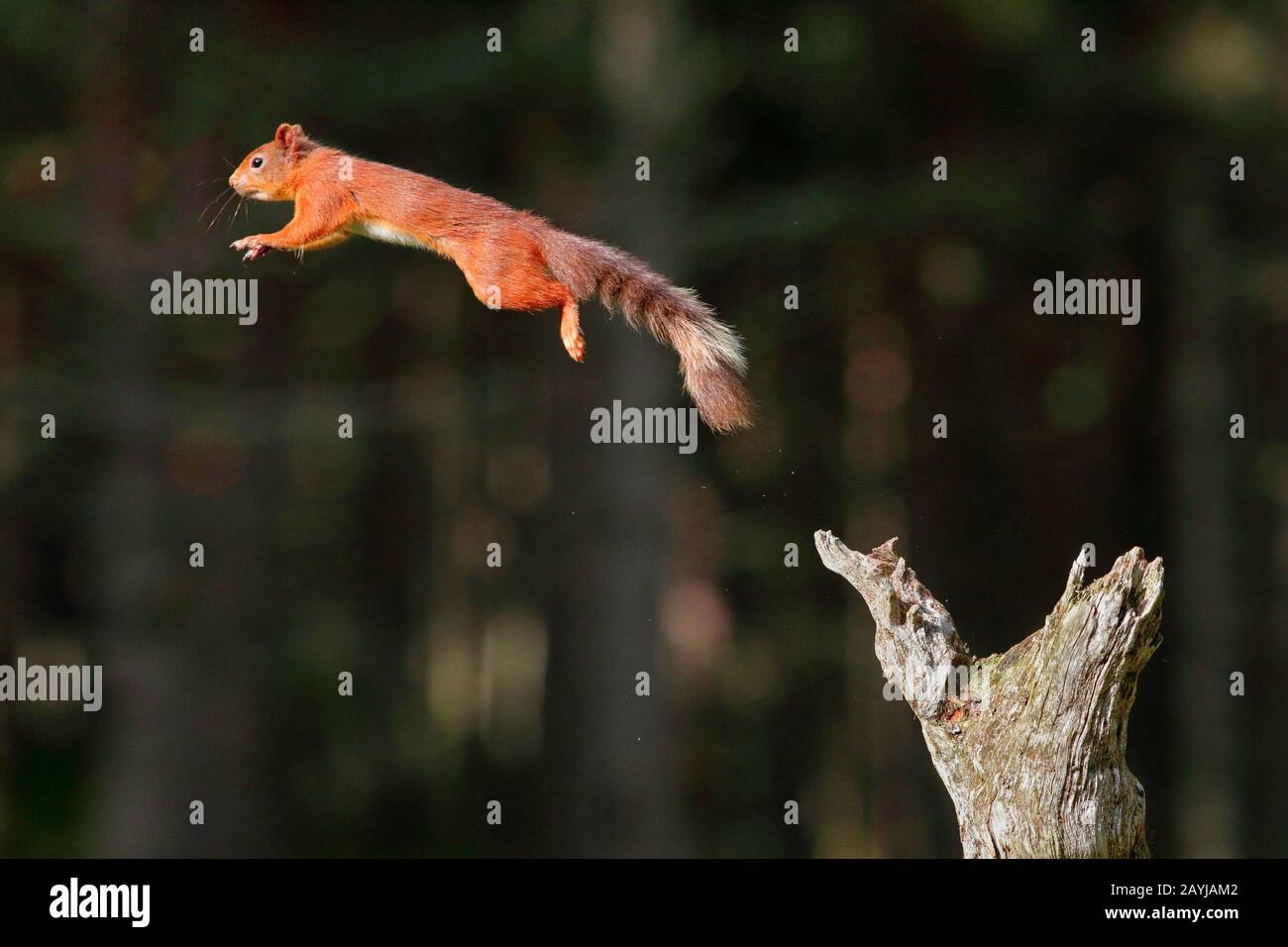 Scoiattolo rosso europeo, scoiattolo rosso eurasiatico (Sciurus vulgaris), saltando su da un ceppo di albero morto, vista laterale, Svizzera Foto Stock