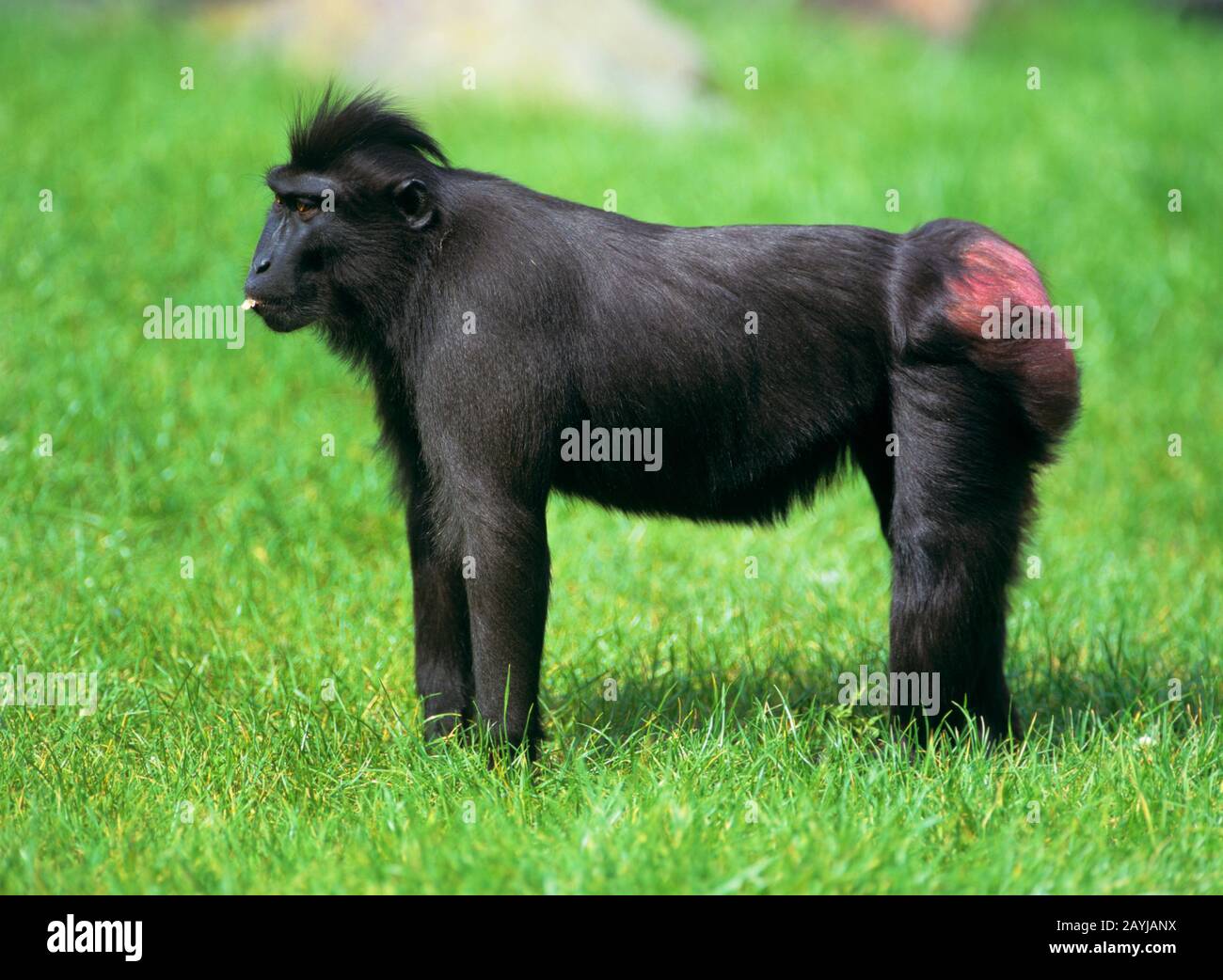 Celebes ape, Celebes nero ape (Macaca nigra, Gynopithecus niger), femmina si trova in un prato Foto Stock