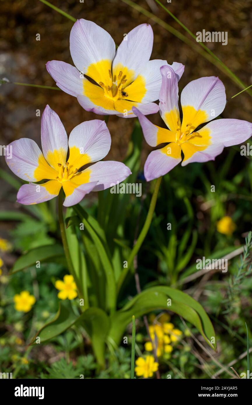Tulipano selvatico (Tulipa saxatilis), fioritura Foto Stock