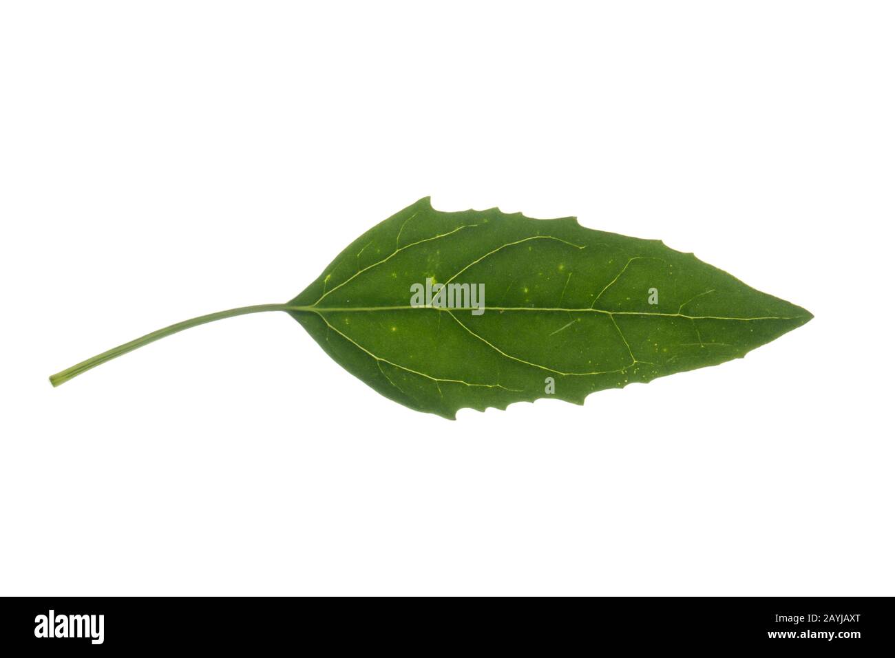 I quarti d'agnello, i quarti d'agnello, le alghe, la gallina grassa (album Chenopodium), la foglia, il taglio, la Germania Foto Stock