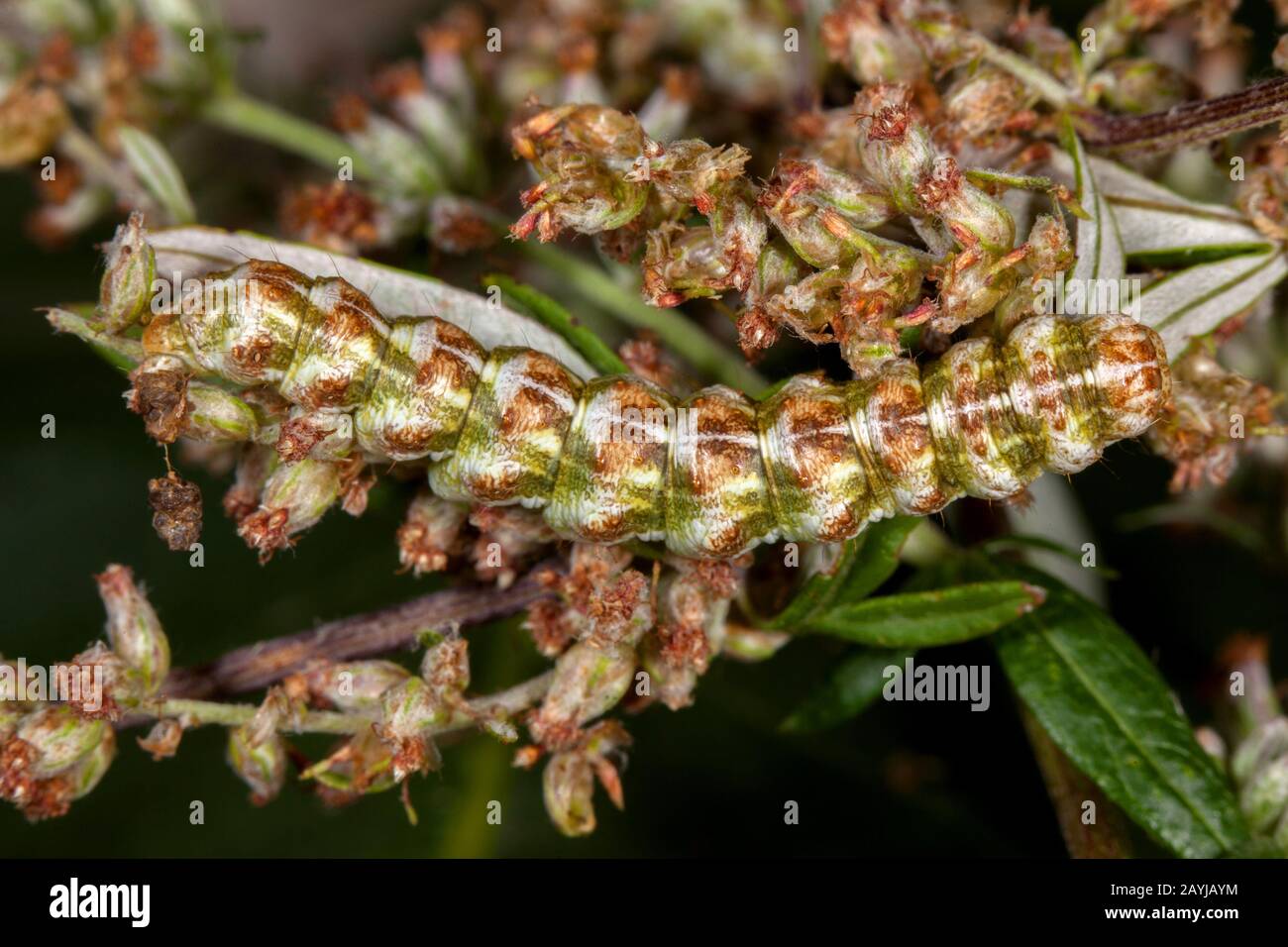 Tignolo di legno (Cucullia absinthii, Cucullia clusa), ben camuffato bruco su comune mugwort, Germania Foto Stock