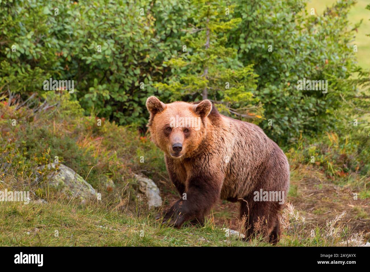 Orso bruno (Ursus arctos), in un prato alpino, Svizzera, Grigioni Foto Stock