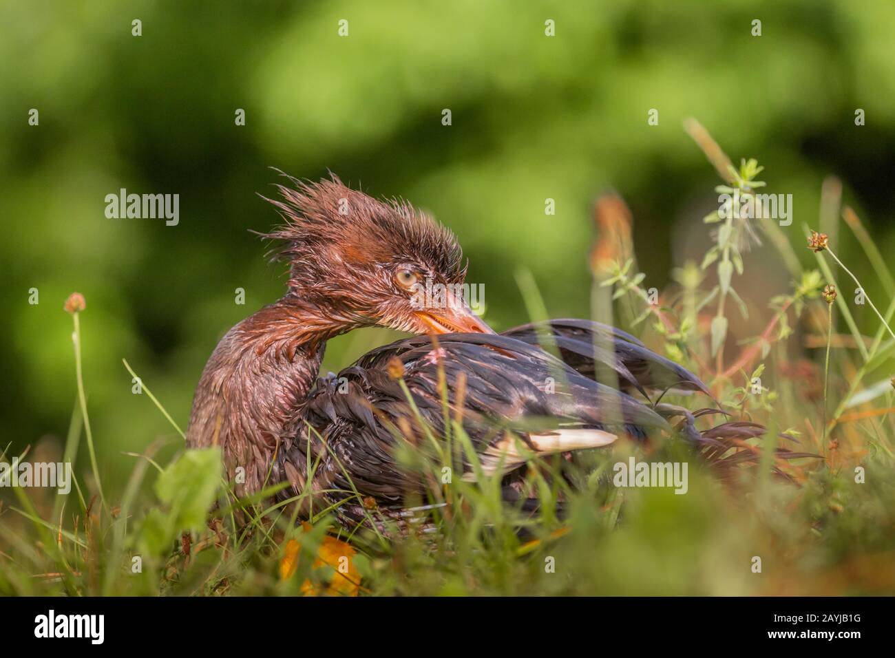 Goosander (Mergus merganser), giovane uccello che si profila dopo l'immersione, vista laterale, Germania, Baviera, Niederbayern, bassa Baviera Foto Stock
