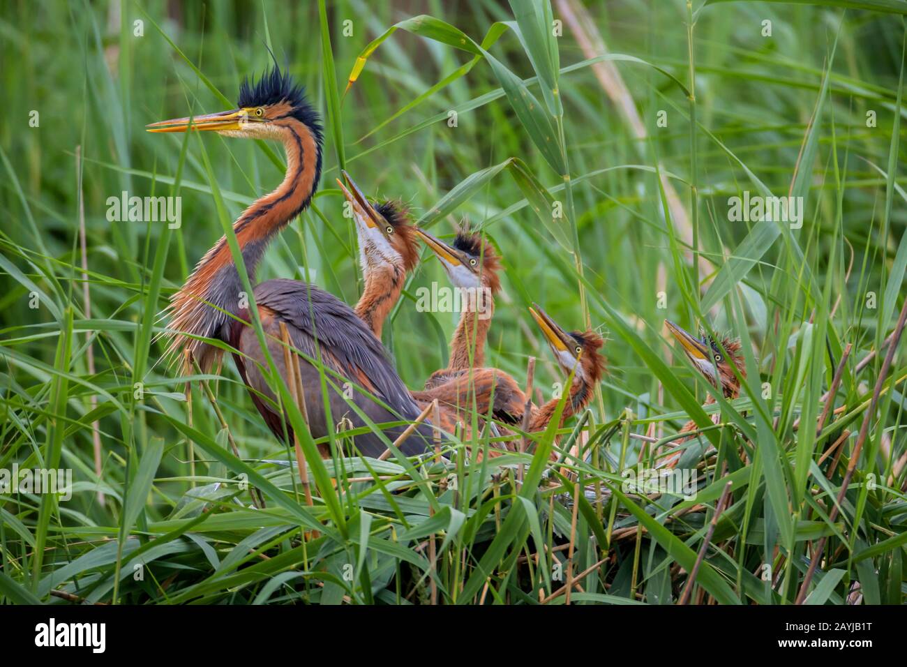 Airone viola (Ardea purpurpurea), bird watching adulti per quattro uccelli giovani nel nido, vista laterale, Germania, Baviera, Niederbayern, Bassa Baviera Foto Stock